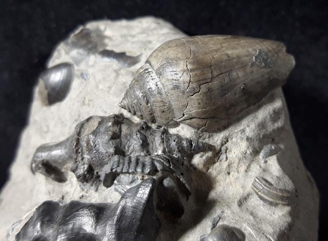 Clavatula asperulata (LAMARCK 1822), Conus (Chelyconus) enzesfeldensis HOERNES & AUINGER 1879 - Bild © FossNet FossilienStore